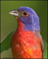 _1SB4206-1s painted bunting